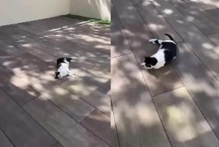 Happy cat on sunny patio