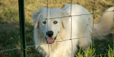 Internet Falls in Love with Dog’s Reaction to Moving Into a Tiny Home