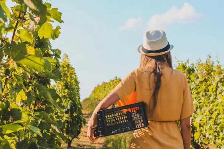 The ultimate guide to French red wine region.