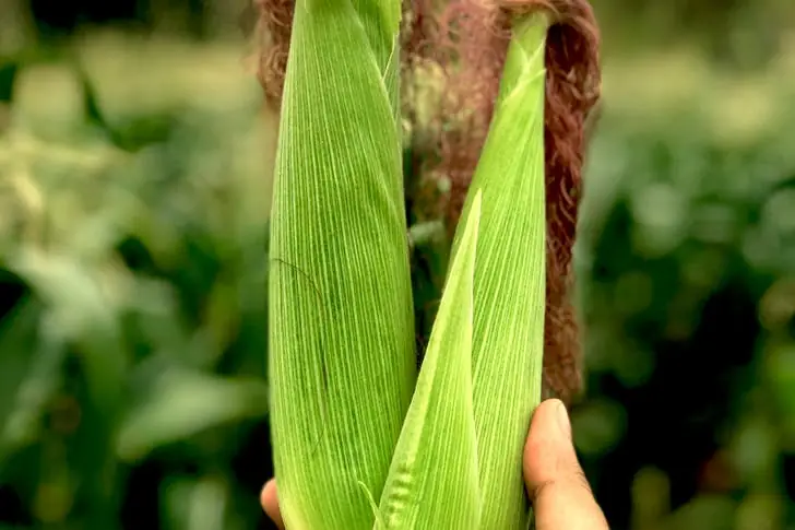 How to cook corn on the cob?